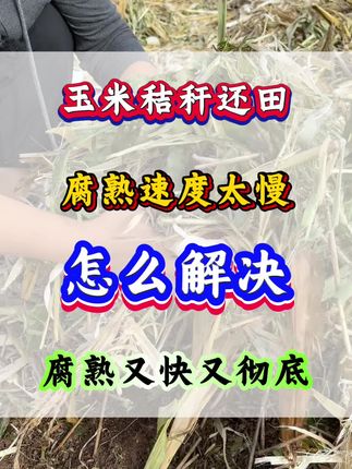 秸秆还田腐熟太慢,怎么解决下茬作物苗齐苗壮#秸秆#秸秆还田#秸秆腐熟#小麦种植