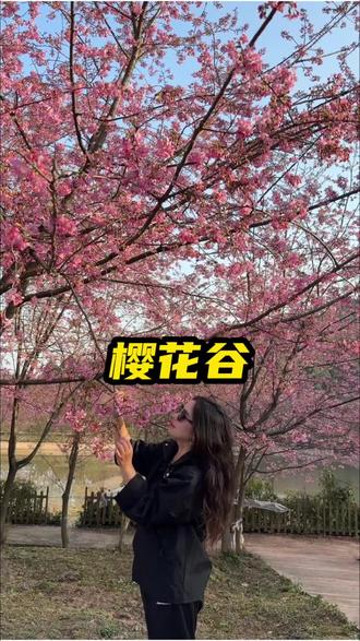 南充凌云山七彩樱花谷的樱花终于开啦 现在只要9.9就能入园 刷到的赶紧团#凌云山七彩樱花谷 #南充春节踏青赏花 #南充春节去哪儿玩 #南充春节周边游 #南充热门