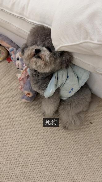 当小狗犯错时叫他出去玩……底层代码冲突了。