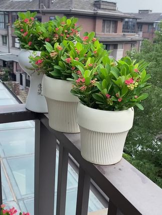 今年夏天扦插的虎刺梅,全部成活。