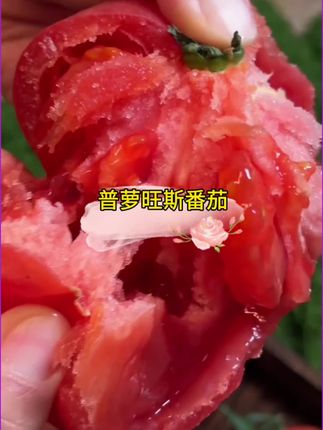 #沙瓤番茄 #普罗旺斯西红柿 #西红柿 #优质农产品