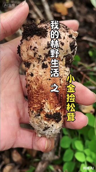小金捡松茸 城市的牛马来到了阿坝州小金县,当地大哥带我们体验了一盘捡松茸的快乐,想捡松茸的宝宝可以点个关注约起来#松茸 #捡松茸 #捡菌子 #捡蘑菇