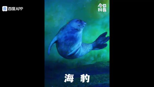 海底世界:虎鲸狩猎海豹