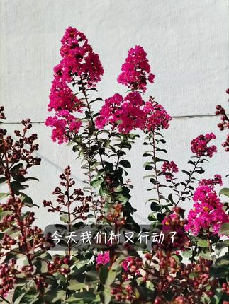 美丽乡村振兴乡村,我们大家一起努力呵护建设!#我的乡村生活 #振兴乡村 #优质农产品#产地直发