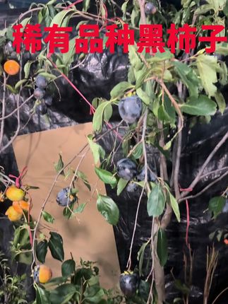 #柿子树 #黑柿子 #优质农产品 #新农人计划