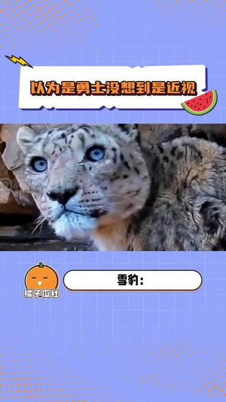 以为是勇士没想到是近视 #雪豹 #近视 #勇士