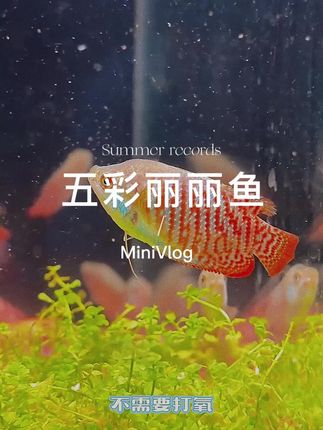 斑斓如水中调色盘的五彩丽丽鱼,是鱼缸里跳动的彩虹。身披红橙蓝紫渐变华服,尾鳍如轻纱曼舞,灵动穿梭间溅起细碎光斑。它们性情温驯,爱与同伴嬉戏,吻部轻触时仿佛在低语。当灯光洒落,鳞片折射出琉璃般的光泽,每一帧都是流动的油画,为方寸水世界注入无限生机。#五彩丽丽鱼#新手养鱼##养鱼日记 #观赏鱼#鱼缸