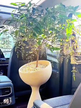 小蛮腰镁泥花器:轻奢欧式,透气高脚,客厅商场百搭高颜值。#小蛮腰花盆 #花盆 #养花人 #创意花盆 #洋气上档次