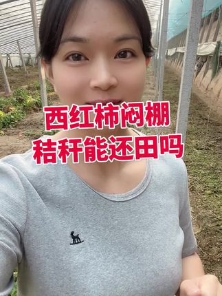#西红柿闷棚#大棚西红柿#露天西红柿 小黄车下单 #闷棚酶+菌@抖音小助手