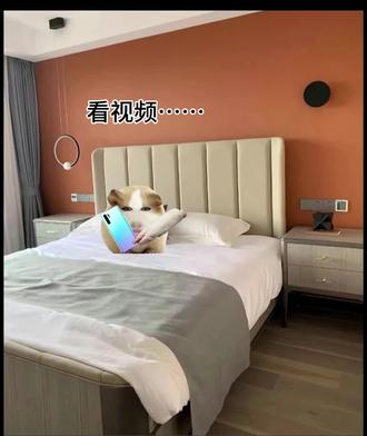 星爸爸巴牛比了#丹尼尔#拔罐猫