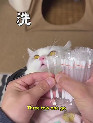 宠物用品赛道文案素材 - 一周清理一次猫咪就不会被耳螨所困扰了#养猫知识分享 #养宠好物分享 - 暖暖和尾尾作品