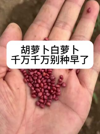 白萝卜,胡萝卜,千万别种错了#种植小技巧 #三农种植 #种菜 #萝卜
