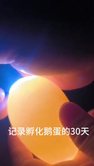 没事孵化几只小鹅玩😄😄#人工孵化