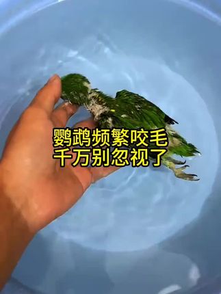 这就是感染寄生虫的鸟宝 不停啄羽,抓耳挠腮还掉毛,此时再懒再忙也要及它驱虫了,不然就会危及生命了#萌宠好物 #驱虫喷雾 #养鸟必备 #养鸟日常分享#萌宠出道计划