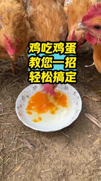 鸡吃鸡蛋教您一招轻松搞定#养鸡#散养土鸡#鸡吃鸡蛋#鸡啄羽#三农