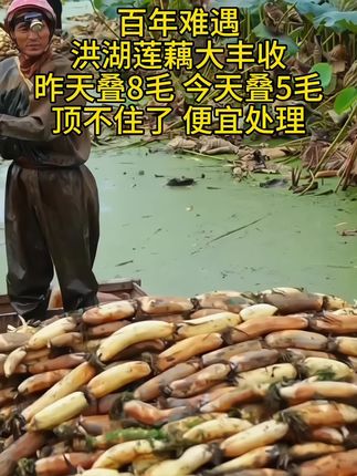 正宗洪湖莲藕,粉糯香甜,现挖现发,特别新鲜#快来一起尝个鲜 #莲藕#优质农产品