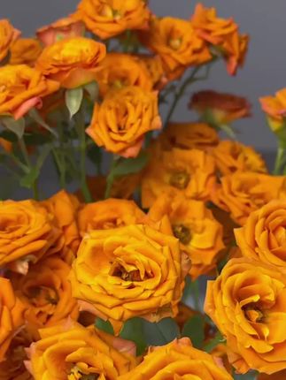 花领鲜养花专用保鲜剂养护套鲜花养护 #保鲜剂 #鲜花保鲜剂 #保鲜剂推荐 #保鲜液 #保养液