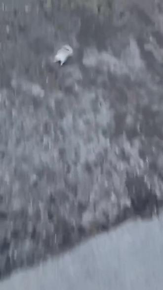 小仓鼠你为什么逃出来了啊#热门 #仓鼠