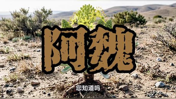 极臭到真香-阿魏香气秘码及药用价值#阿魏#香料化学#香气成分介绍#食用香料#香水