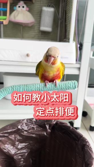 #萌宠成精了 #手养鹦鹉 #鹦鹉日常 定点排便教程来喽!跟着视频学每天重复很多遍……后面你会省心、省力、省事。#原创视频