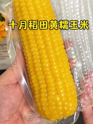 十月稻田的头茬#黄糯玉米真的太好吃了,拿来当早餐也太合适了!#十月稻田黄糯玉米#软糯香甜#粗粮#好物推荐🔥