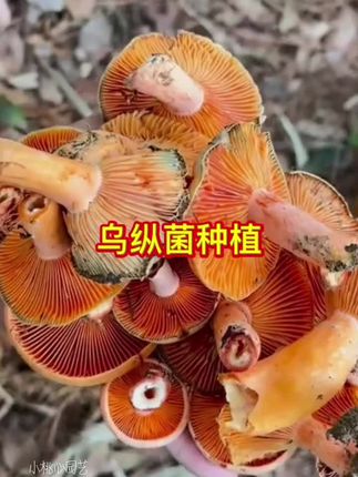 #野生菌 #菌子的季节 #乌纵菌 #菌种 #食用菌种植