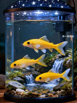 金苔鼠鱼#养鱼 #鱼缸里的大自然 #观赏鱼 #养鱼日记 #清洁鱼