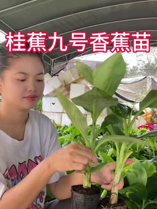 桂蕉九号香蕉王,新手小白轻松上手,产量高口感好的#农业种植 #家庭种植 #三农 #香蕉种植