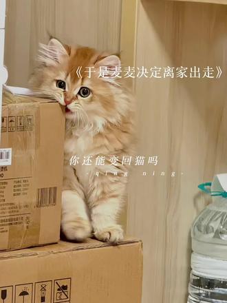 “你还能变成猫吗”#于是麦麦决定离家出走 #程凛 #猫耳FM