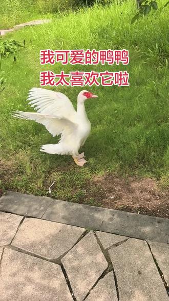不知道怎么表达我对我家鸭鸭的喜欢,一个满眼都是我的小东西,有时候我在做一件事情,忽然感觉没声音了,一扭头鸭鸭正在屏住呼吸专心看着我,哎呀呀,我太喜欢我的鸭鸭了#宠物鸭 #番鸭