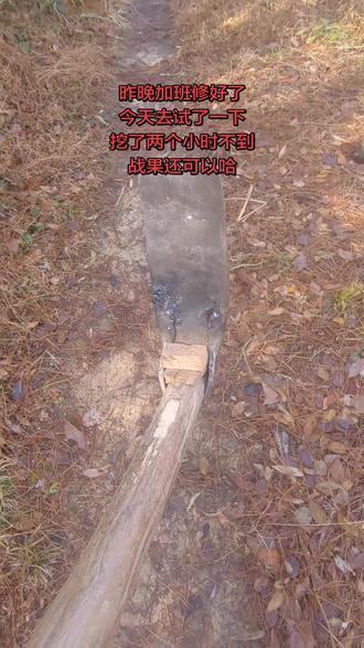 今年也挖了几次冬笋了,几乎没有挖到带笋根的,这是什么情况啊?我一次挖两三个小时就吃不消了,你们一挖就是一整天,是怎么做到的啊#我的乡村生活 #乡村守护人#挖笋就是这么简单 @抖音小助手 @DOU+小助手 @DOU+上热门