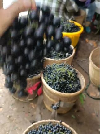 #葡萄🍇