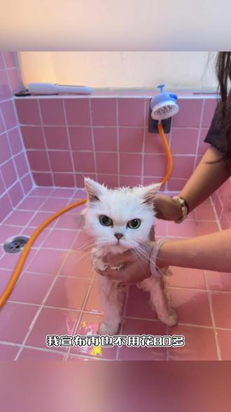 洗澡乖宝 申请出战 养宠人的福利 简直不要太香#宠物洗澡 #大型宠物 #毛孩子 #重庆dou知道