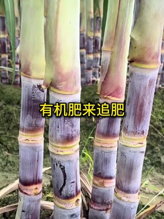 #甘蔗种植 #甘蔗施肥方法 #三农 #传播农业小知识 #增产增收才是硬道理