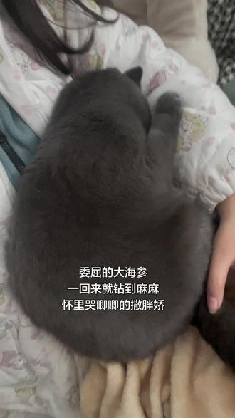 委屈的大海参,也吃上厚乳奶昔啦~
#地狱厨房#小猫零食 #海参猫#委屈巴巴#猪咪