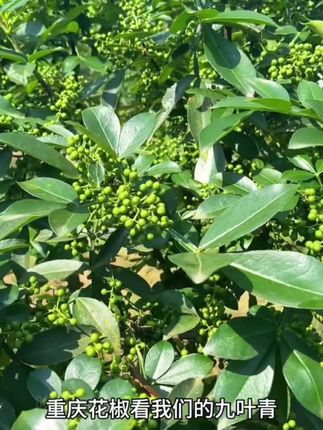 重庆江津九叶青鲜花椒,鲜藤椒现摘保鲜麻椒青花椒#新鲜采摘 #新鲜采摘 #青花椒 #快来一起尝个鲜