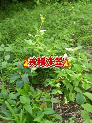 #床笠床罩 #床笠 #夹棉床笠