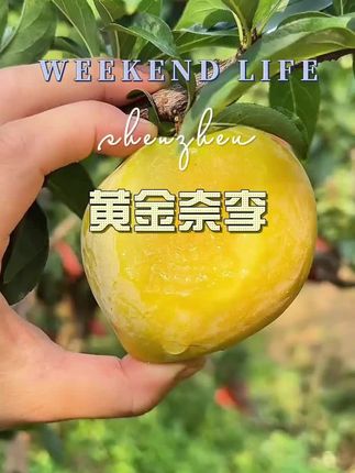 #黄金奈李 #李子熟了 #口感特别好 #脆甜多汁 #好吃不贵
