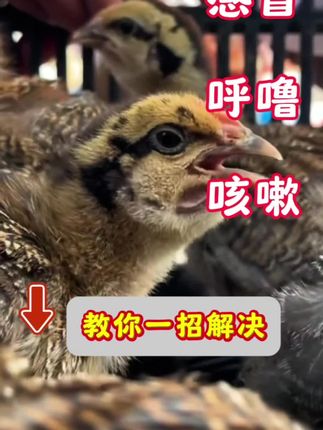 #新手养鸡#农村散养土鸡 #科学养鸡#养鸡