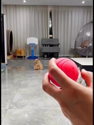 接不到就摆烂#猫咪 #弹力球 #宠物玩具