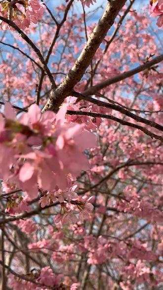 南雄的宝子们集合,云峰山樱花园2月17日盛大开园,百万樱花景区+绿雕王国,花仙子巡游,快闪舞蹈,小丑表演等几十种项目,一票通玩!春节寒假通用,随买随用,拍照超出片,亲子闺蜜游都合适,趁这波早鸟票快囤,错过再等一年#南雄#樱花#南雄云峰山樱花园