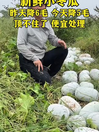 #小冬瓜 #水果冬瓜 #优质农产品 #超级便宜划算 #新鲜蔬果