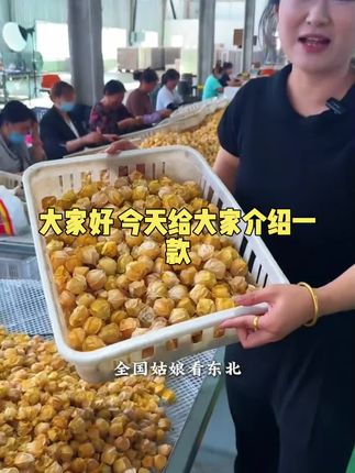 菇娘果之乡黑龙江拜泉菇娘果灯笼果新鲜采摘东北黑土地种植#工厂安全生产培训 #流水总结 #膜结构停车棚标书 #长投总结