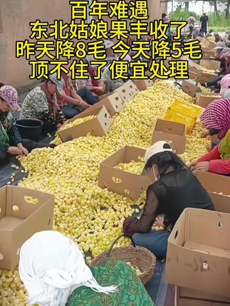 东北产地直发新鲜当季姑娘果黄灯笼果整箱#优质农产品 #姑娘果 #口感特别好 #大人孩子都爱吃 #无限回购的宝藏单品