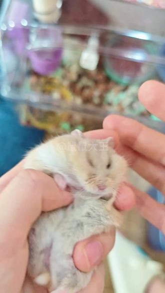 养鼠的最怕鼠鼠生病,我家鼠鼠的下巴已经长出新毛毛了,有同样问题的小宝,不知道什么是真菌感染的,不知道怎么办的,可以看看这条视频#仓鼠秃了 #仓鼠饲养好物 #仓鼠用品 #金丝熊 #养仓鼠必备