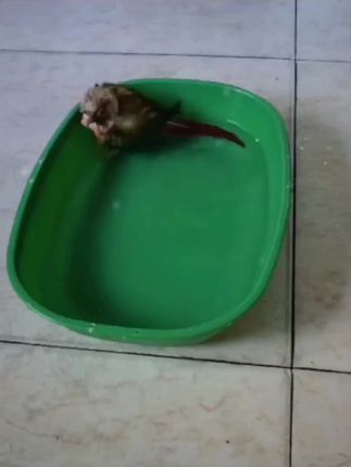 #鹦鹉鹦鹉萌萌哒逗鹦鹉 #宠物小精灵 爱洗澡的小鸡🐥