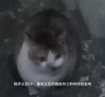 锐评义忍cp#反义忍 #鬼灭之刃 #小鬼别来