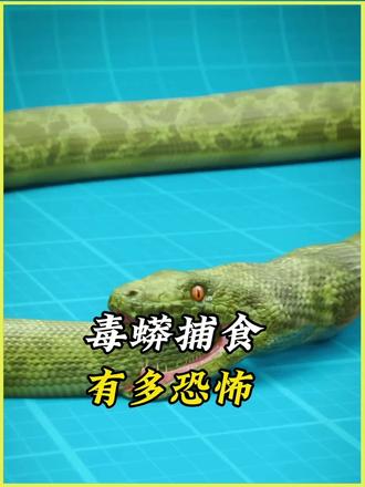 蟒蛇捕食有多狠。#科普 #涨知识