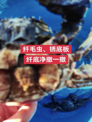河蟹养殖后期,警惕纤毛虫,影响卖相,尽早处理。#水产养殖 #大闸蟹养殖 #河蟹纤毛虫 #纤毛虫如何处理 #纤底净