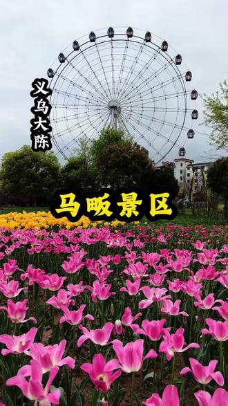 马畈景区买票入园可以免费挖走五颗郁金香种球,赶紧囤#春天就要出去野 #郁金香花海 #义乌周末哪里玩 #格格驾到 #花海遇见你